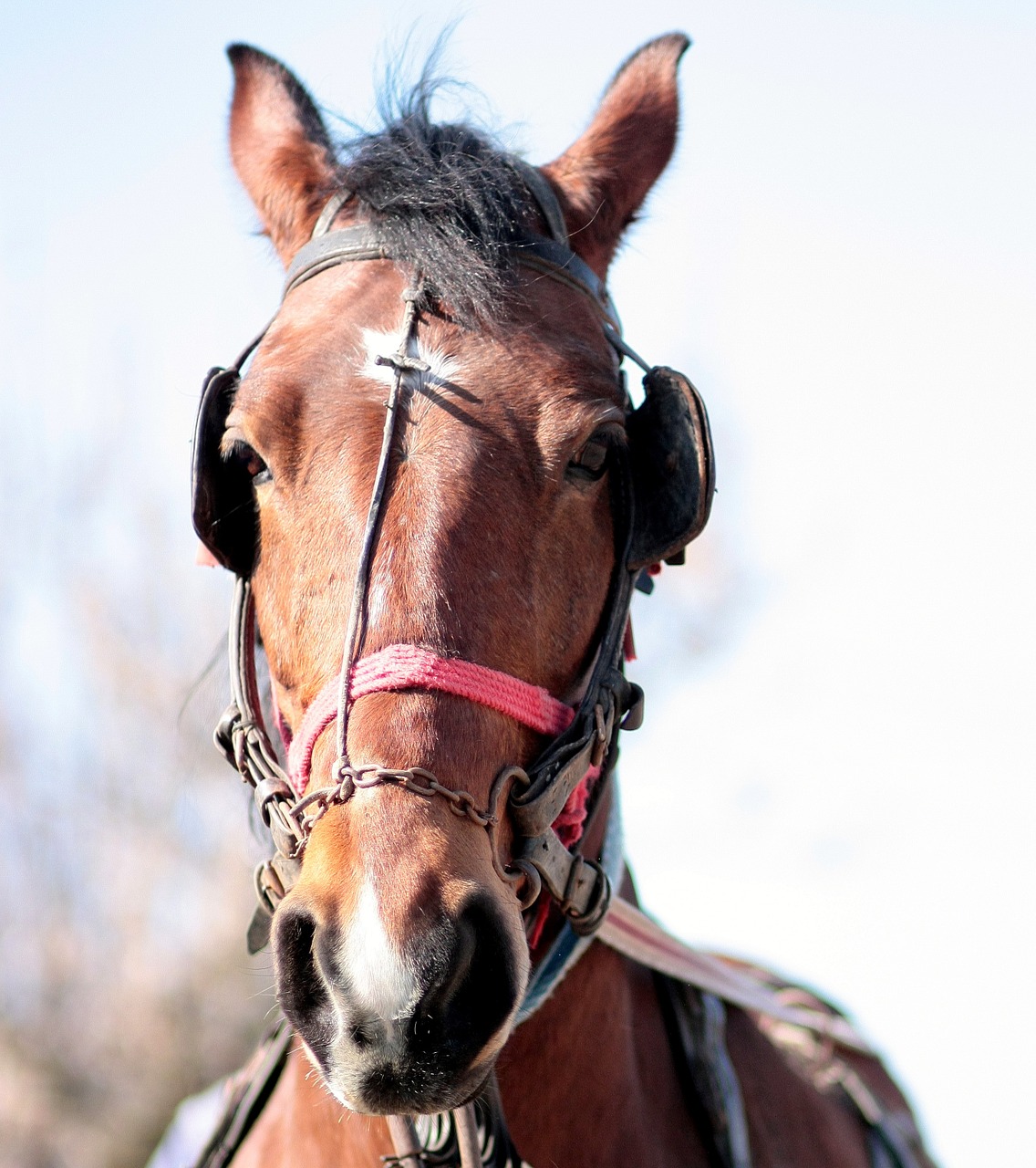 horse brown pet free photo