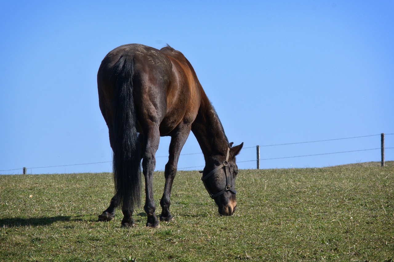 horse black nature free photo