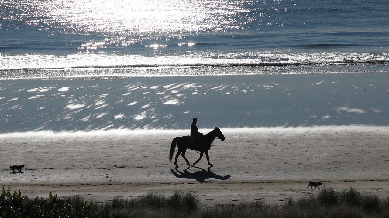 horse beach new zealand free photo