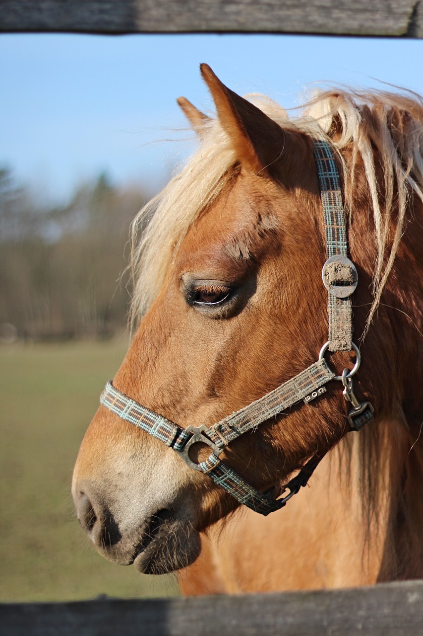 horse spring nature free photo