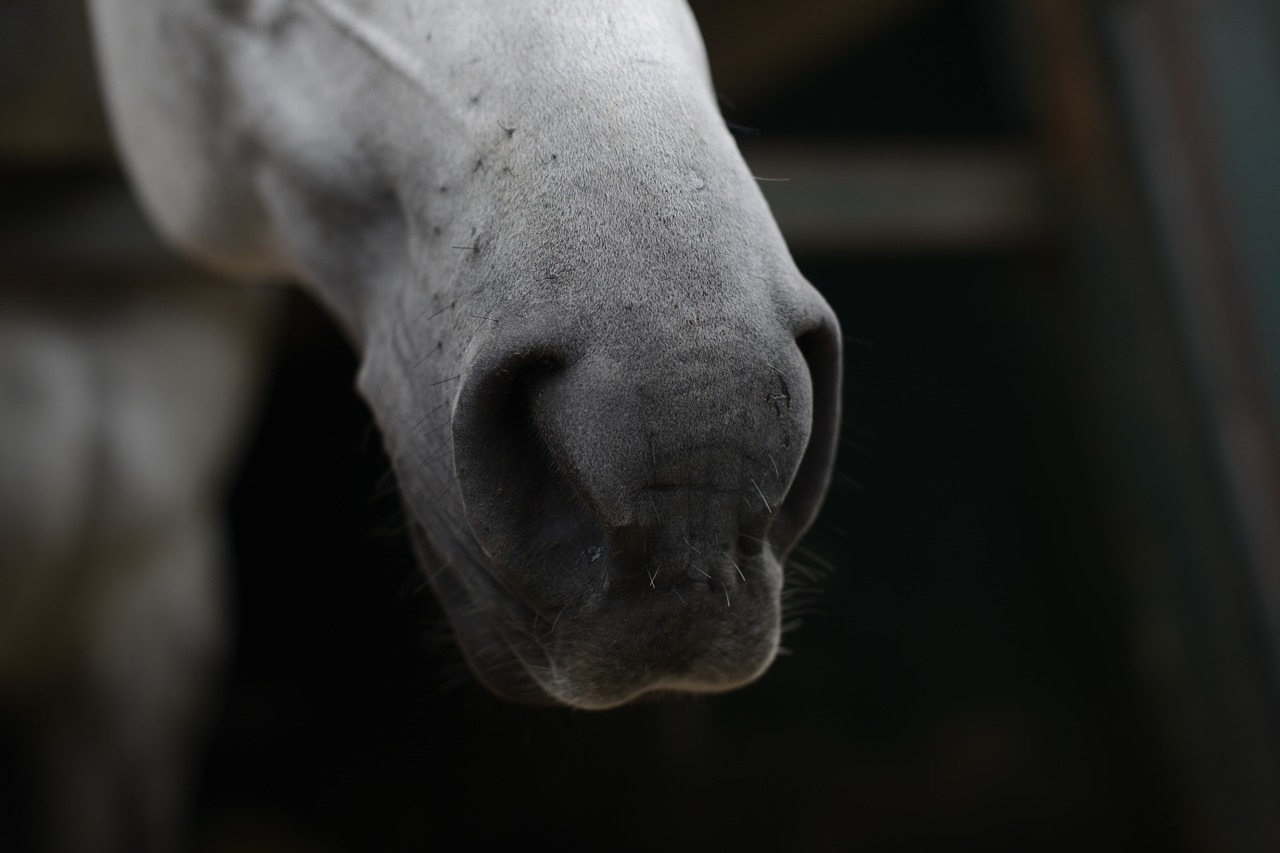 horse nostrils free pictures free photo