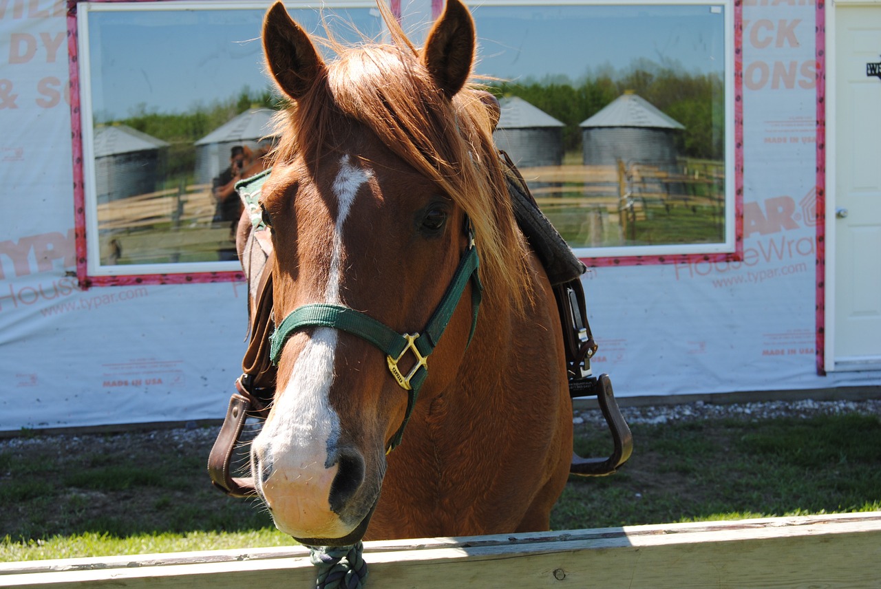 horse riding nature free photo