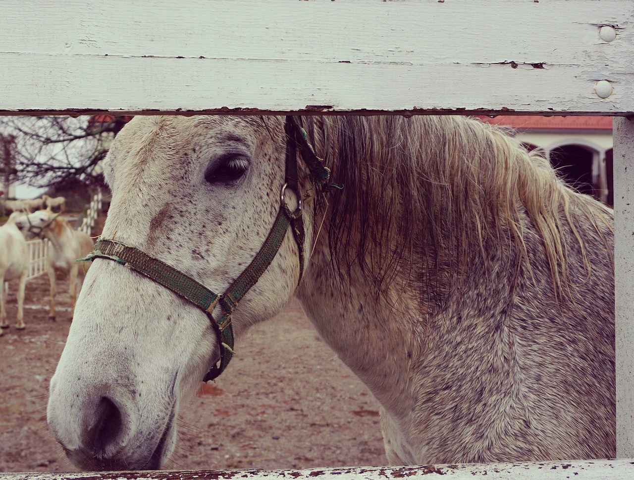 horse white wooden free photo