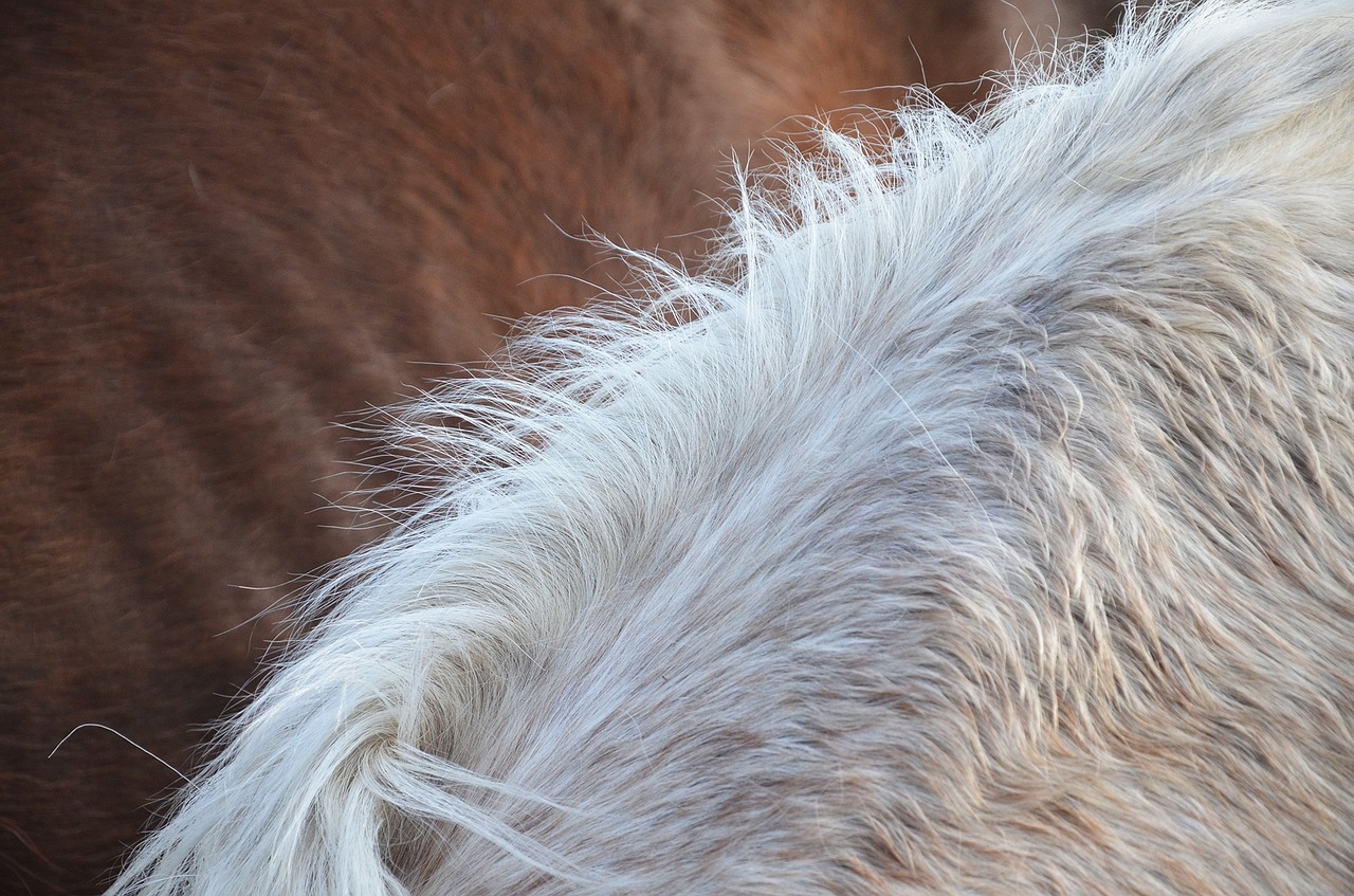 horse hair mane free photo