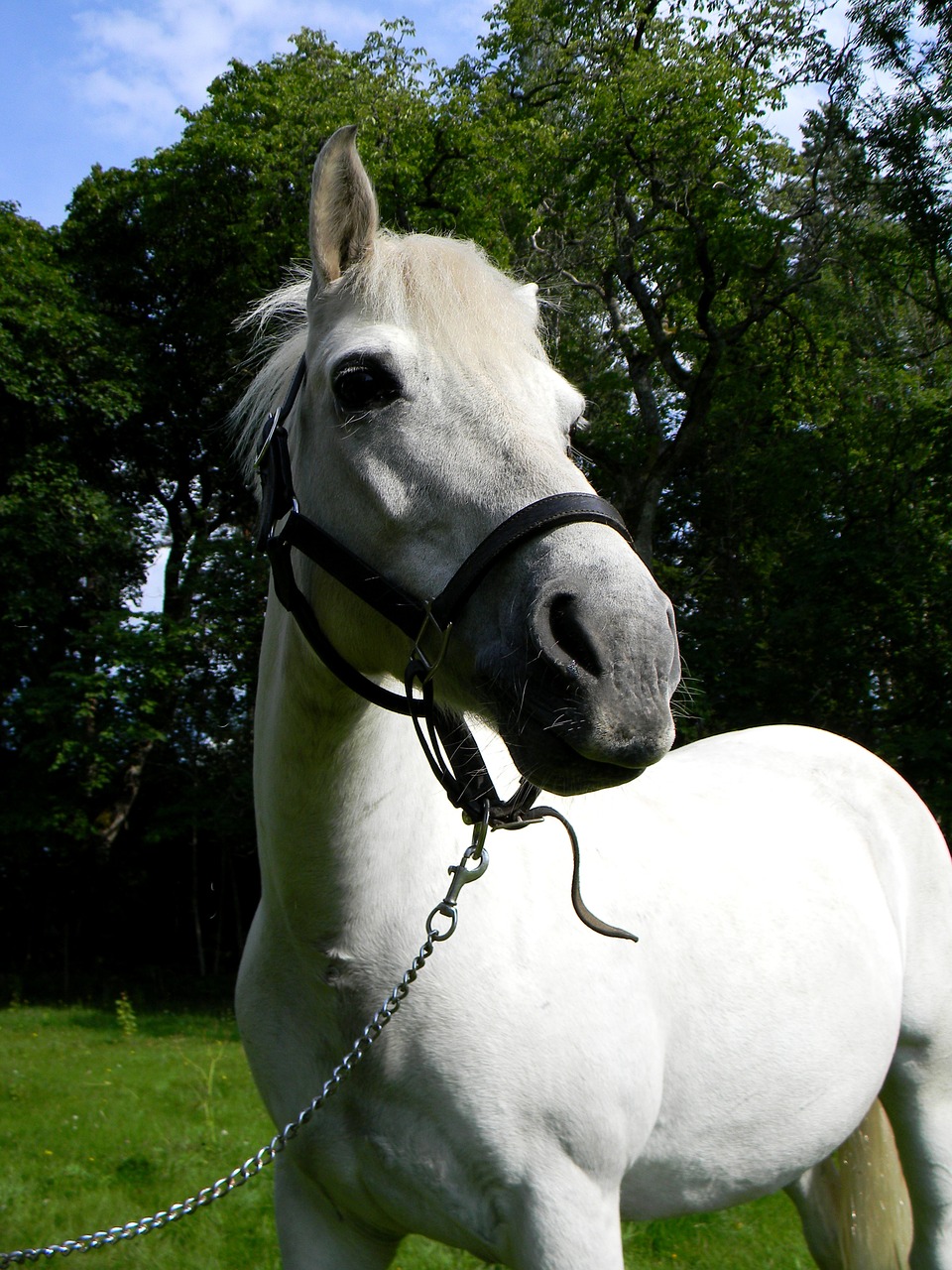 horse pony portrait free photo