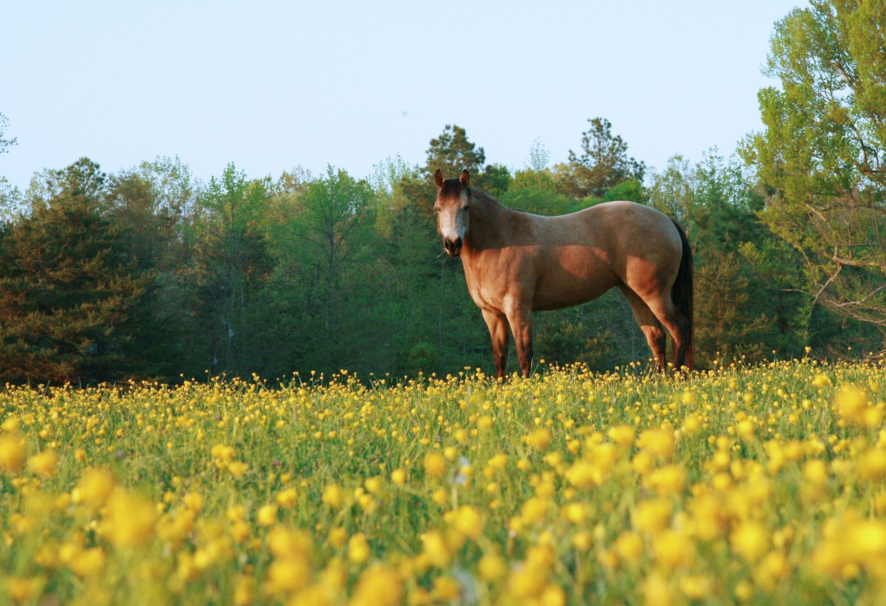 horse countryside rural free photo