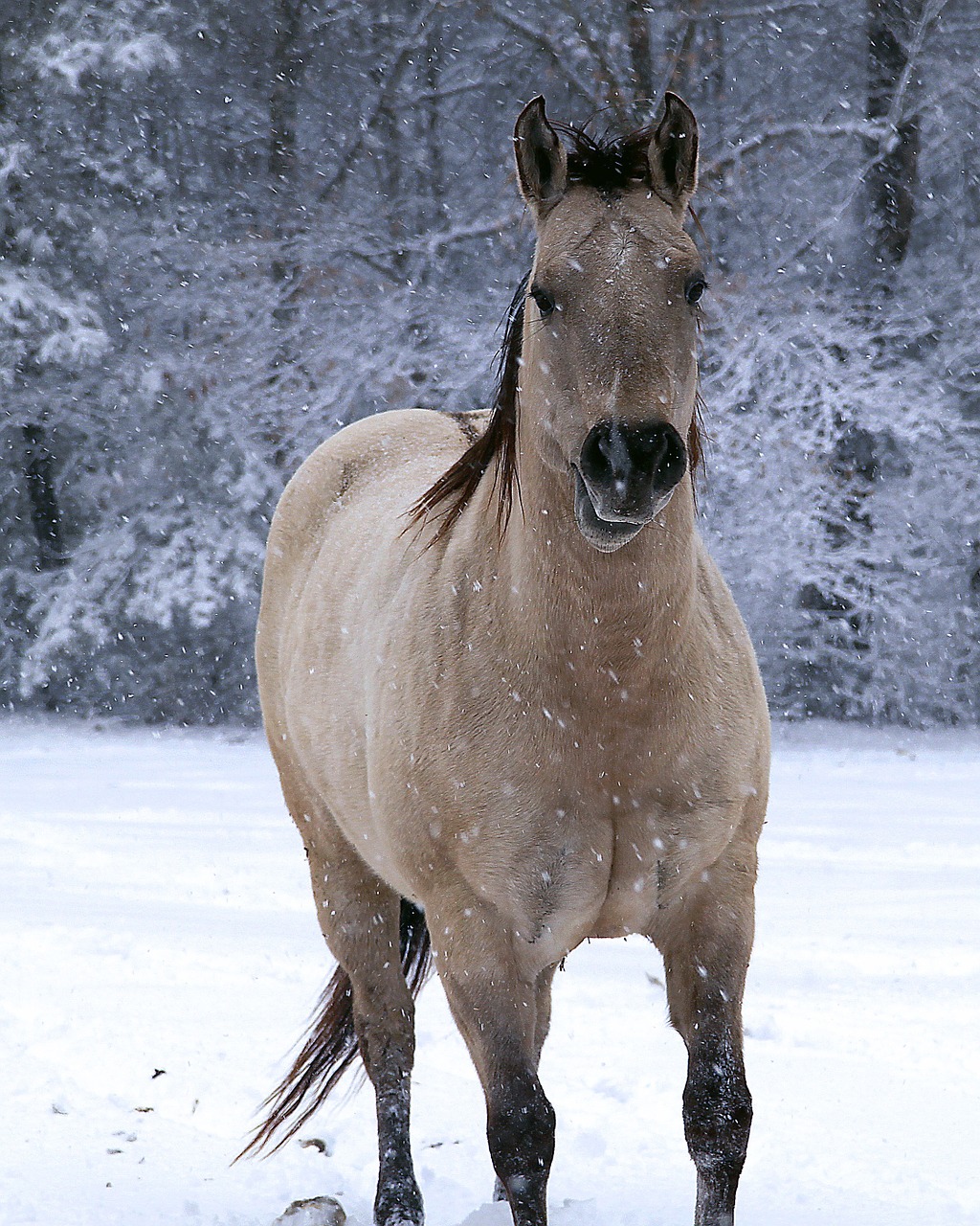 horse winter snow free photo