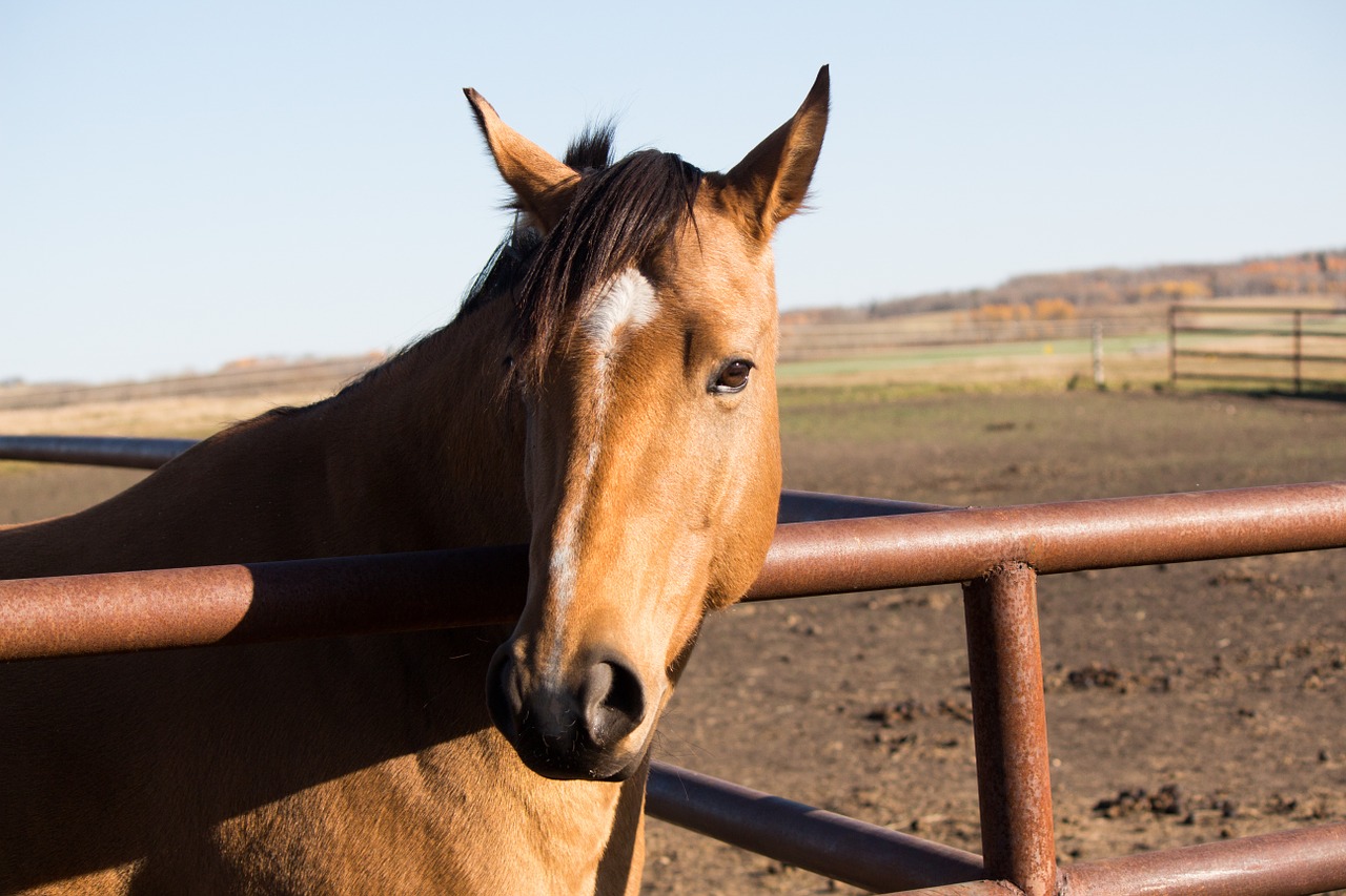 horse cochrane animal free photo