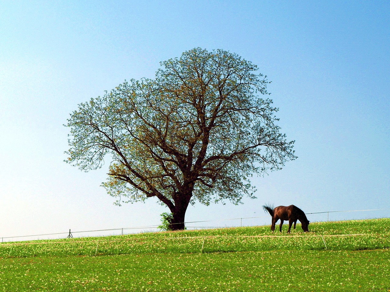 horse tree pasture free photo