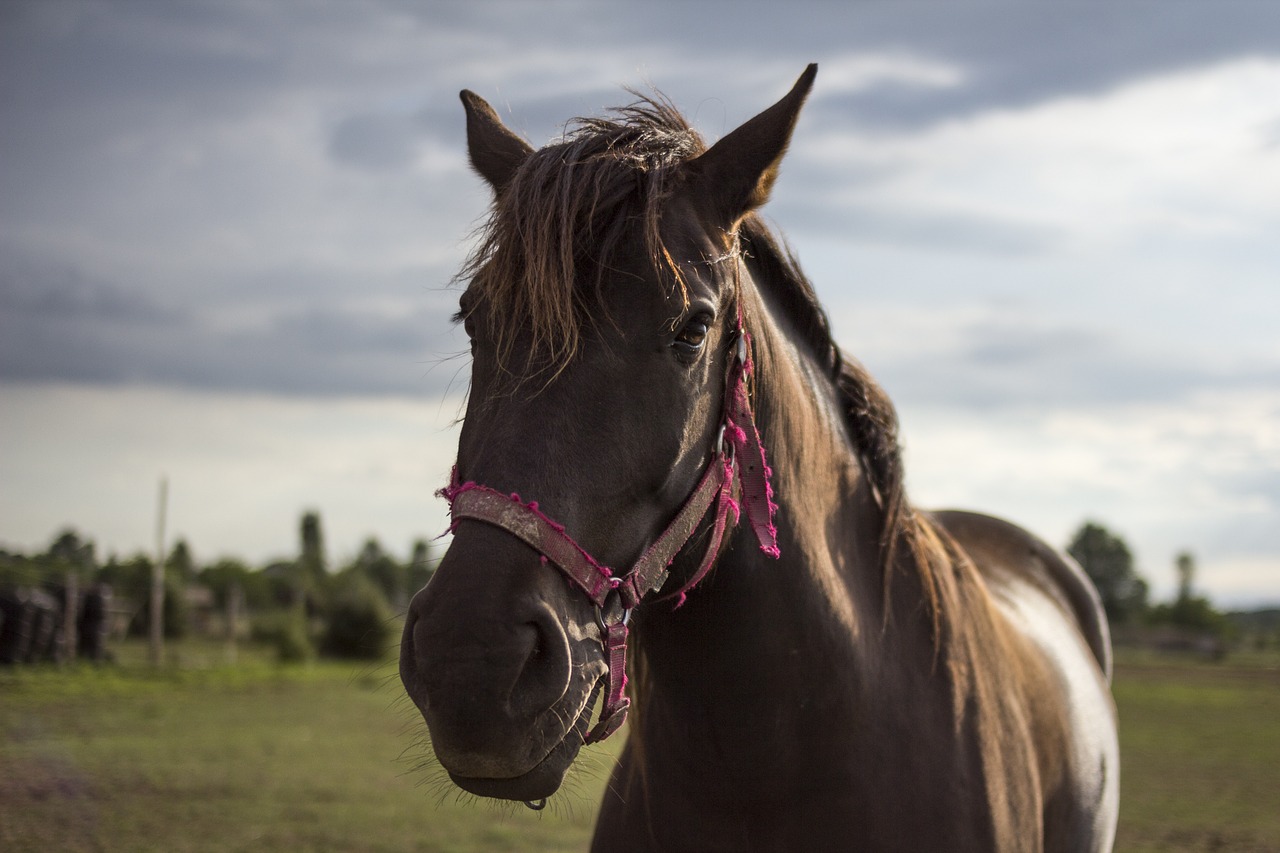 horse clouds landscape free photo