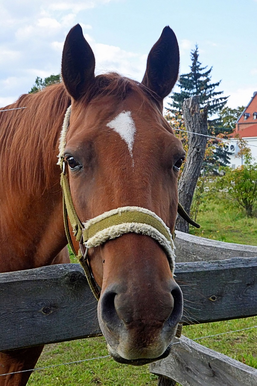 horse horse head brown free photo