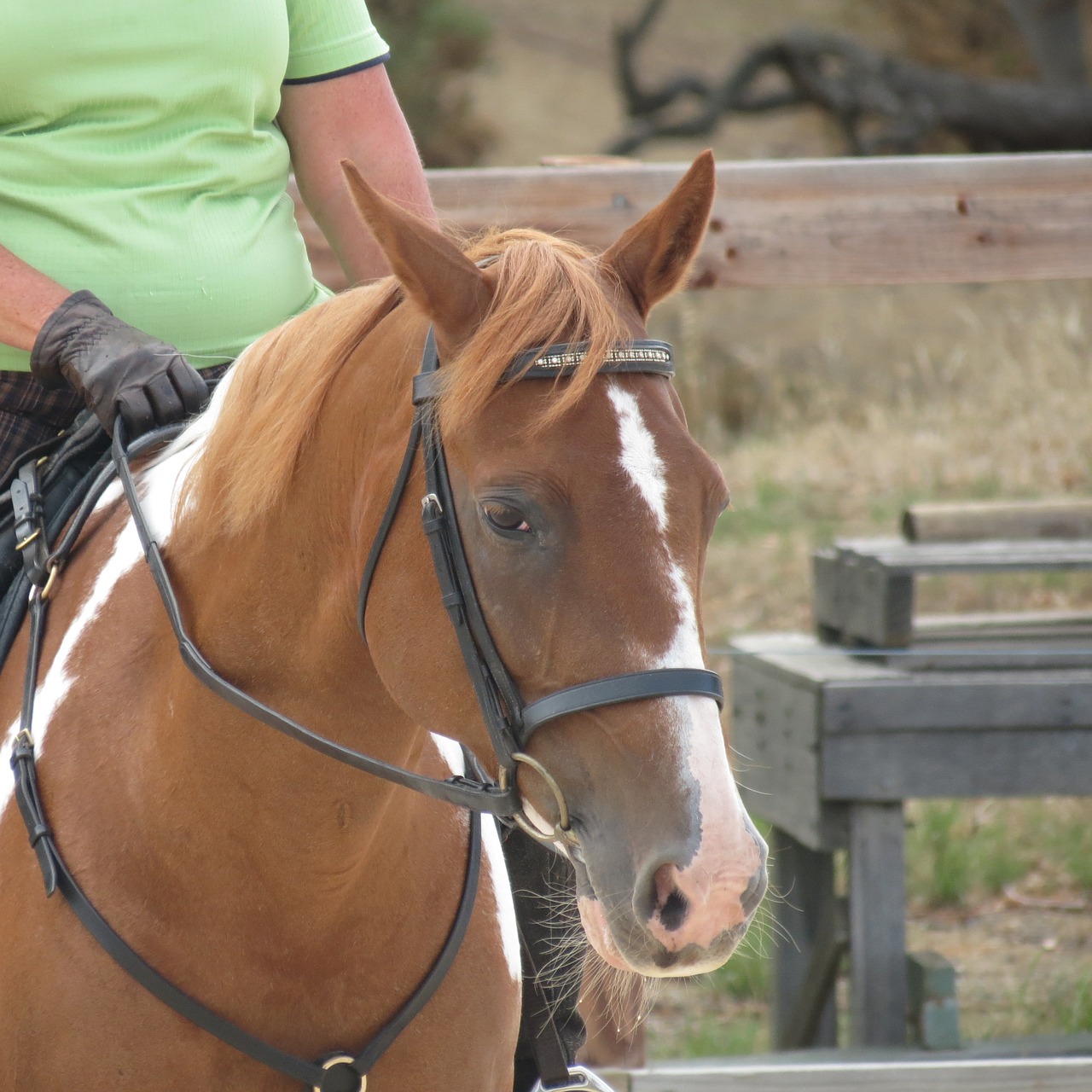 horse horse head equestrian free photo