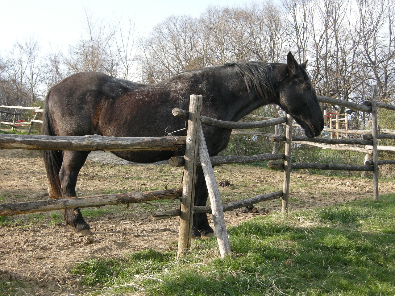 horse farm black horse free photo