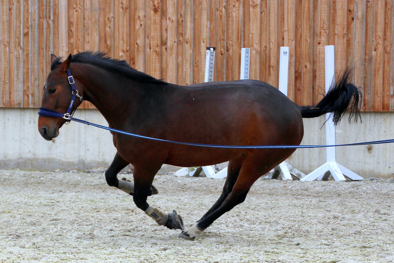 horse dark brown lunging free photo