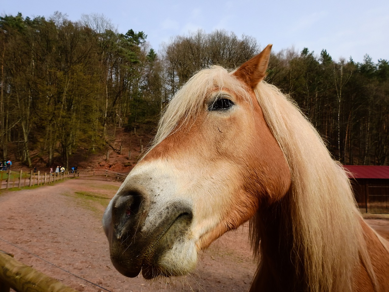 horse gaul livestock free photo