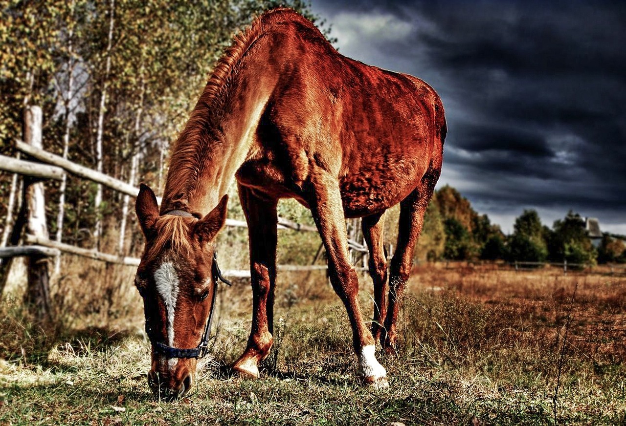 horse meadow farm free photo