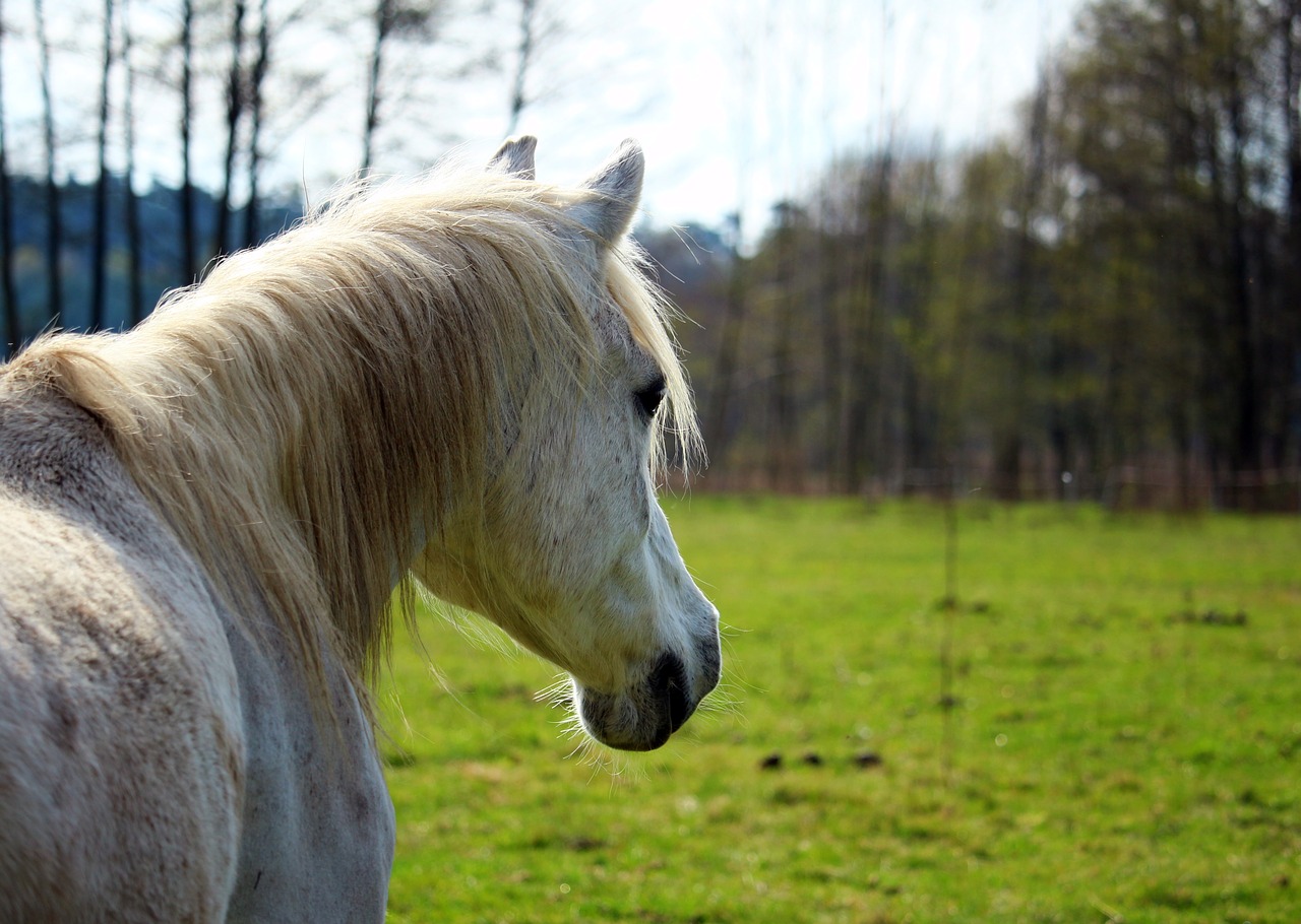 horse mold pasture free photo