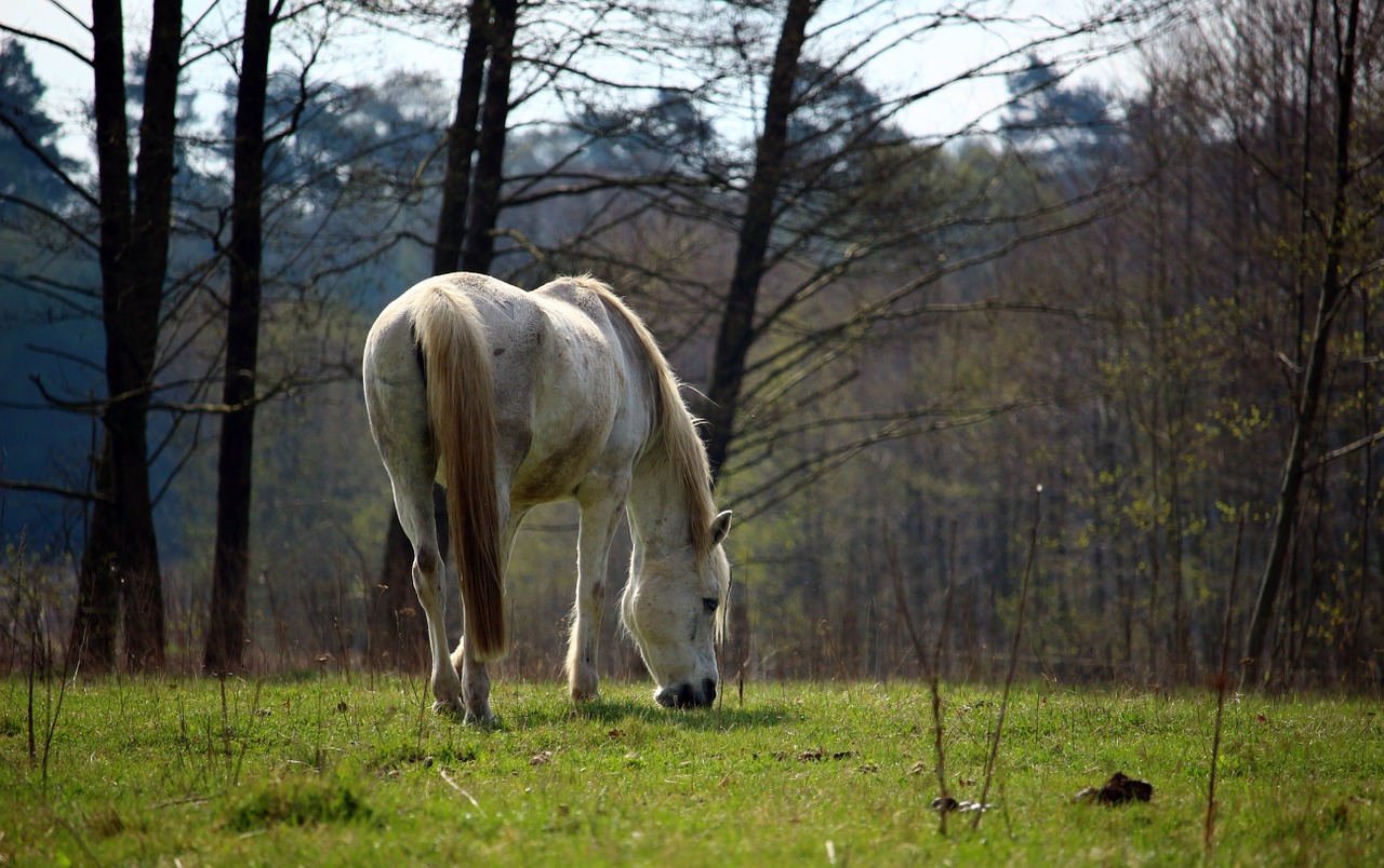 horse mold pasture free photo