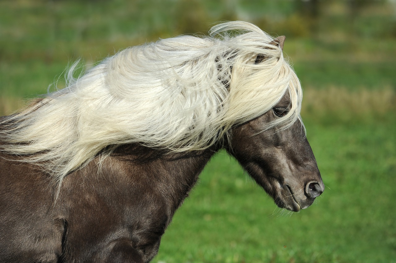 horse iceland horse pony free photo