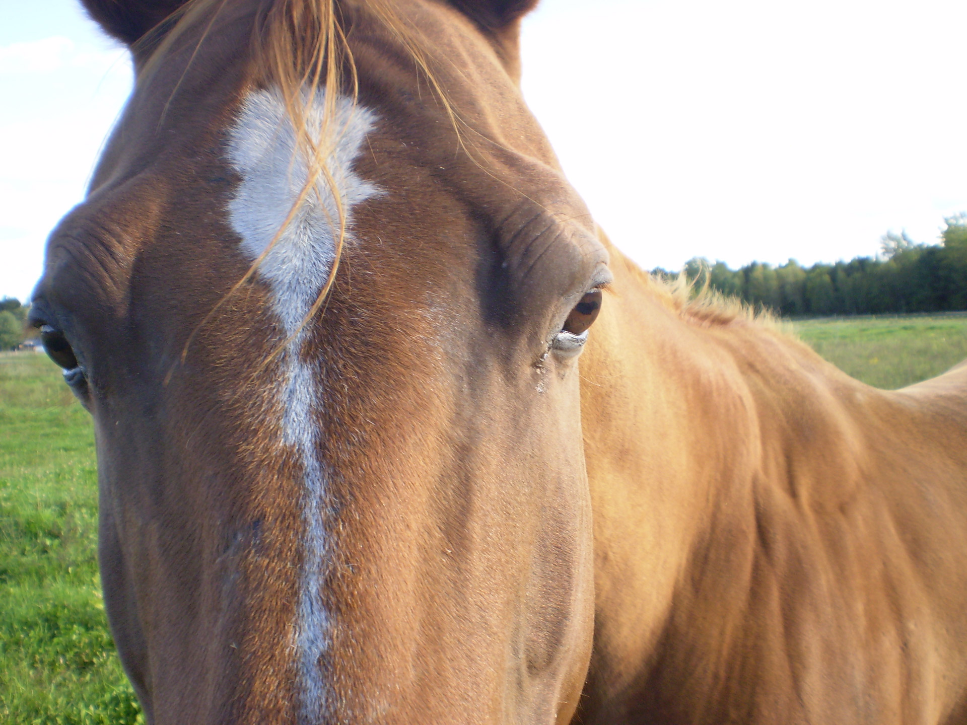 horse summer horse free photo