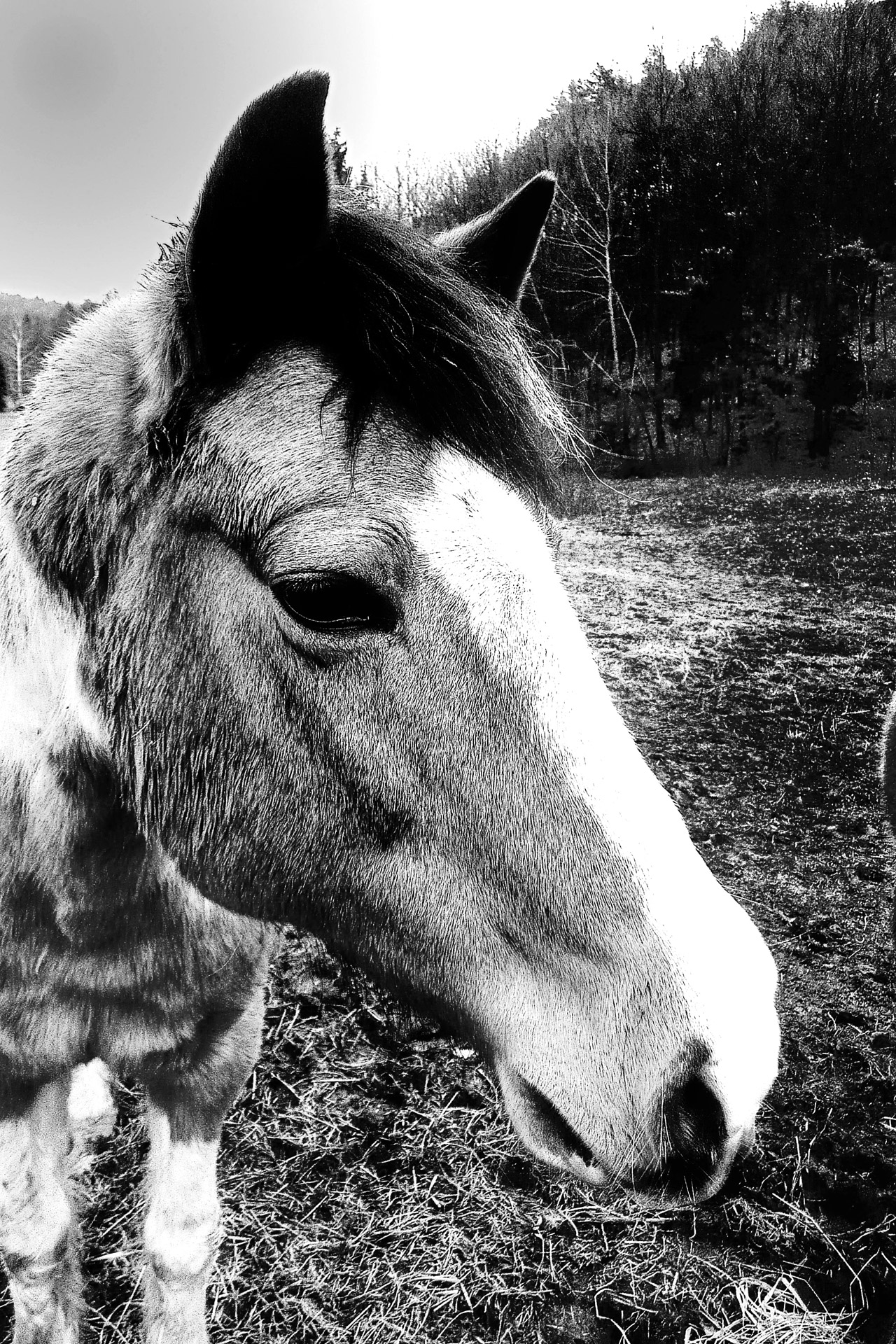 horse macro background free photo