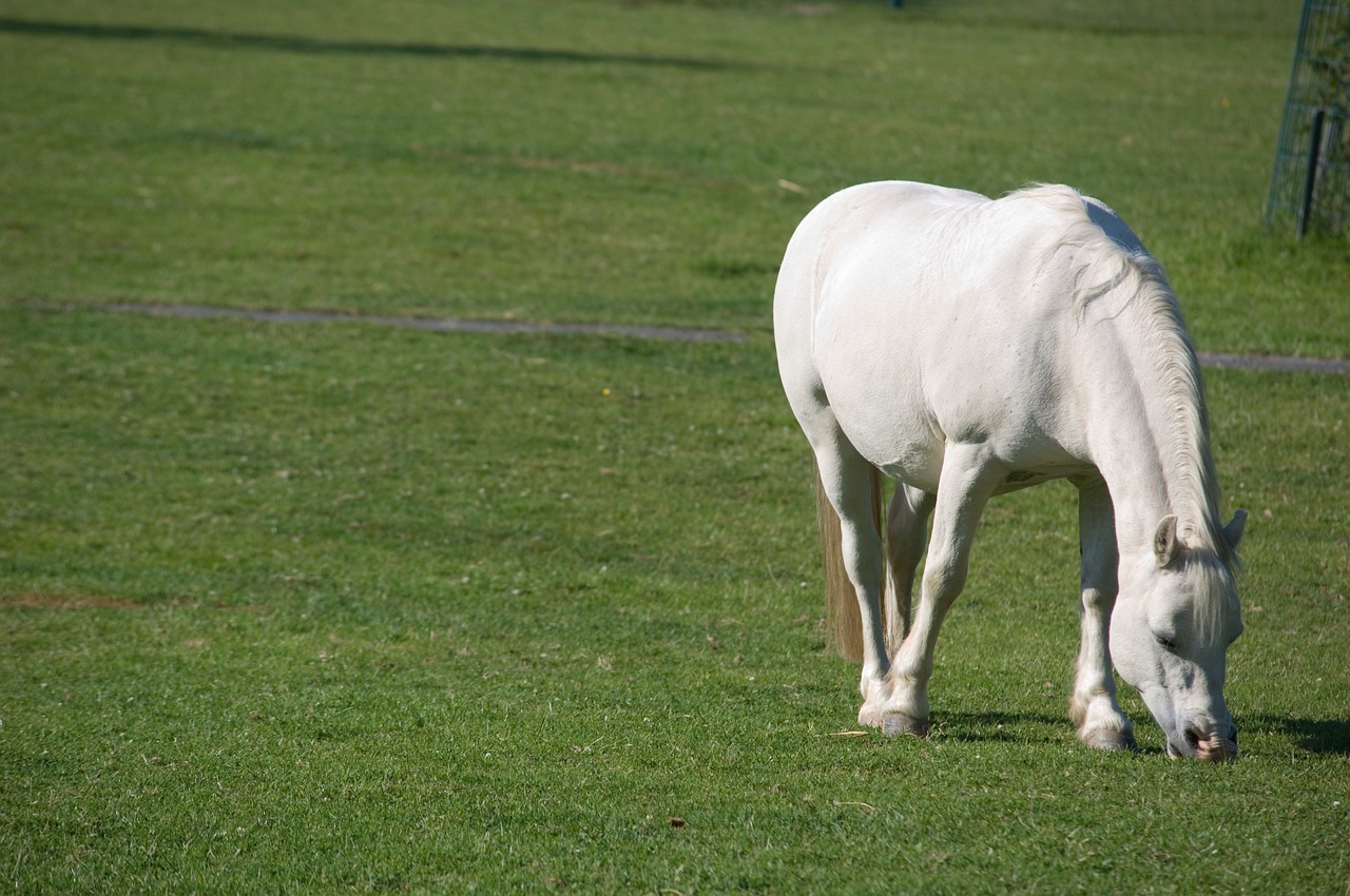 horse white mane free photo