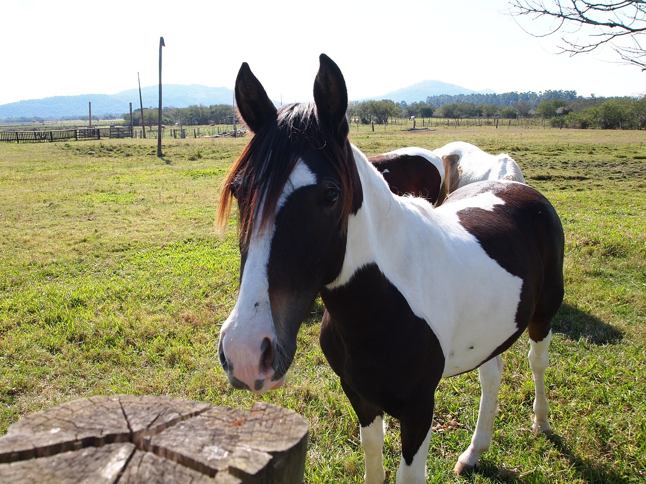 horse grass farm free photo