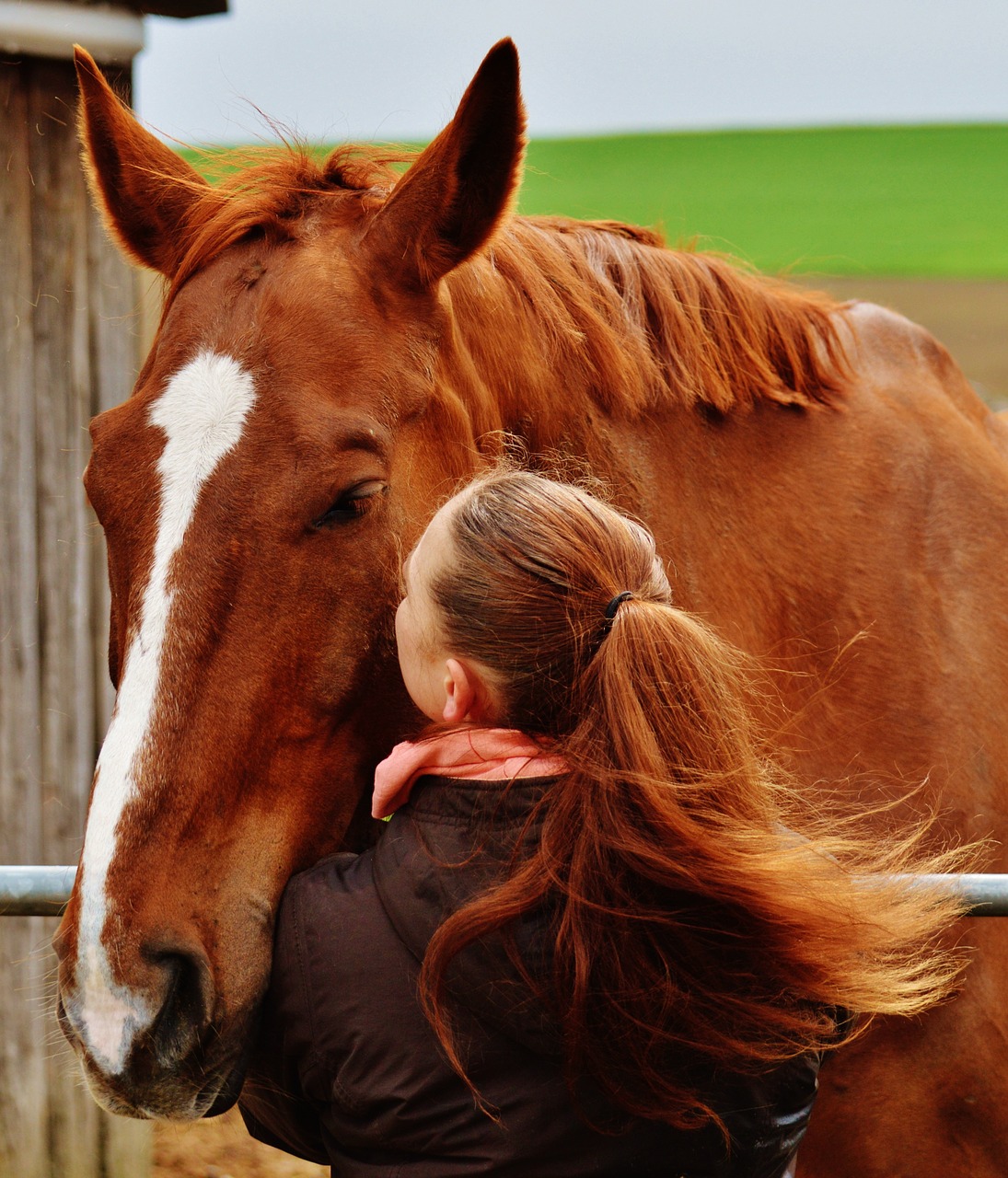 horse smooch love for animals free photo