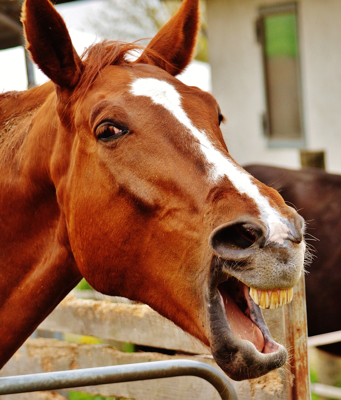 horse funny laugh free photo