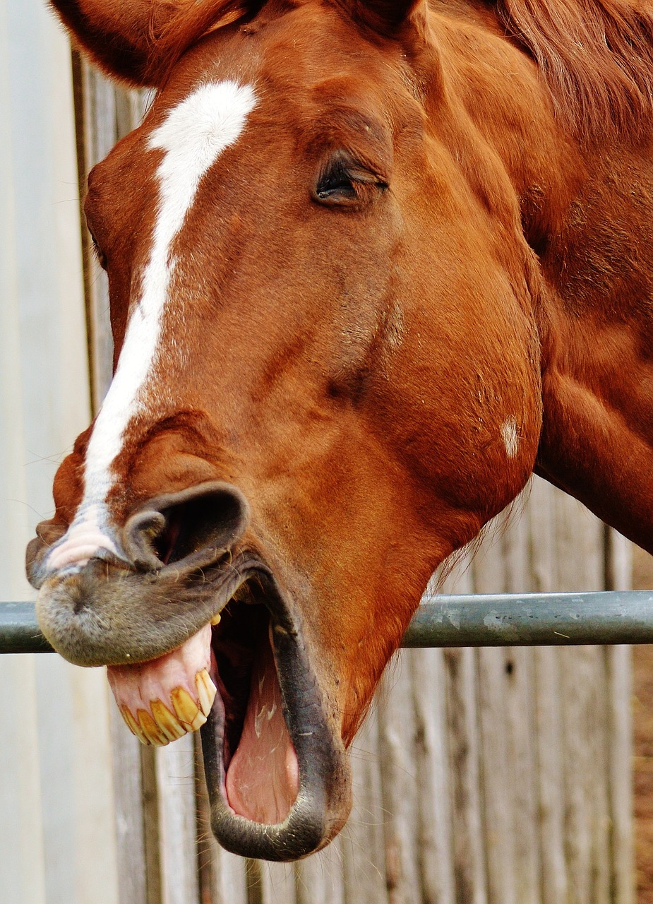 horse funny laugh free photo