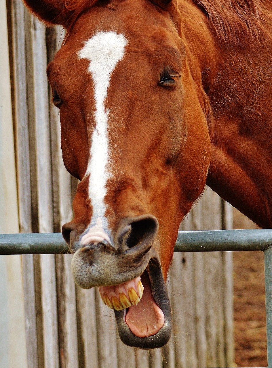 horse funny laugh free photo