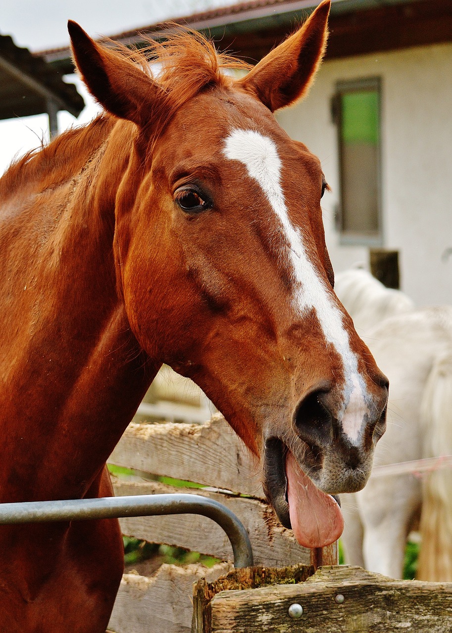 horse funny tongue free photo