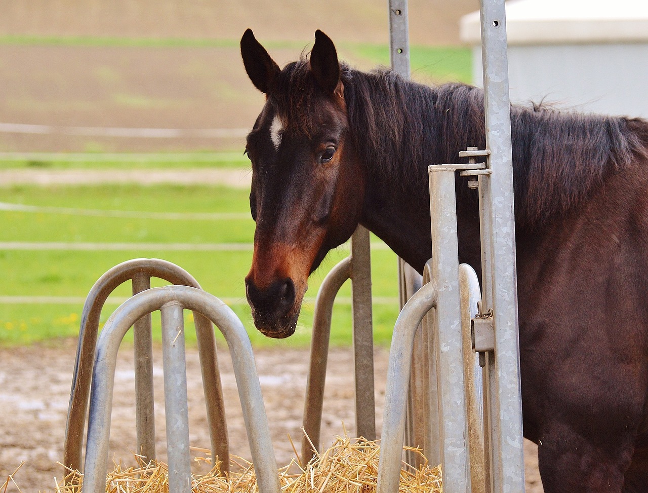 horse brown horse head free photo