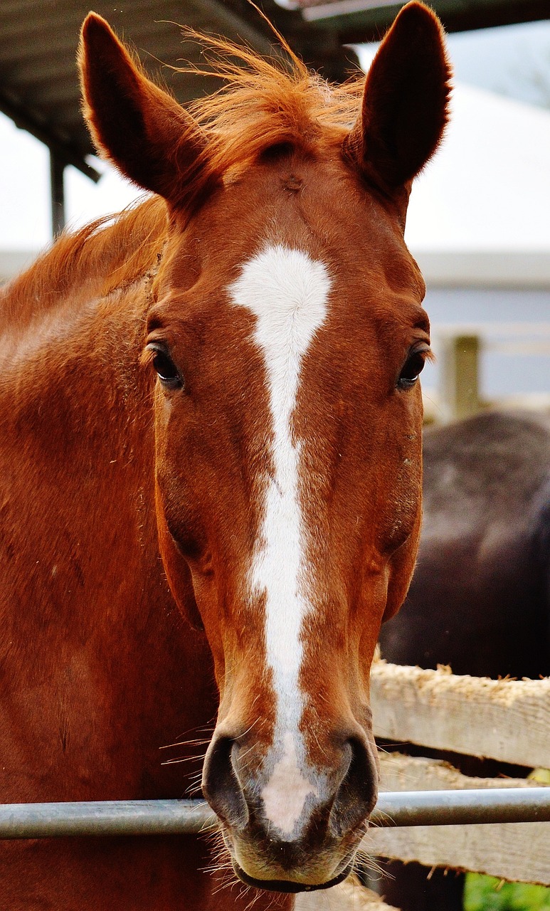 horse animal brown free photo