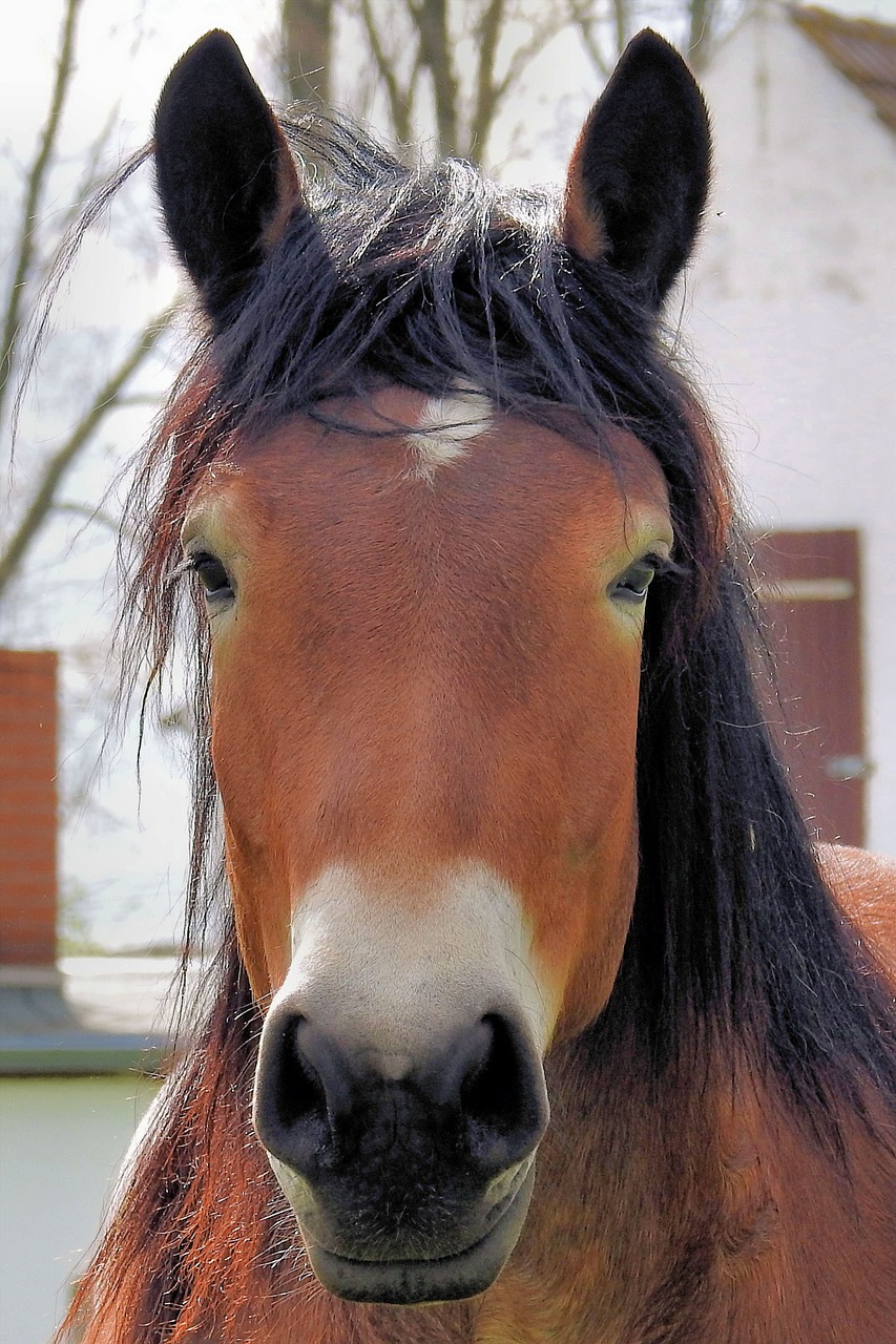 horse horse head pferdeportrait free photo