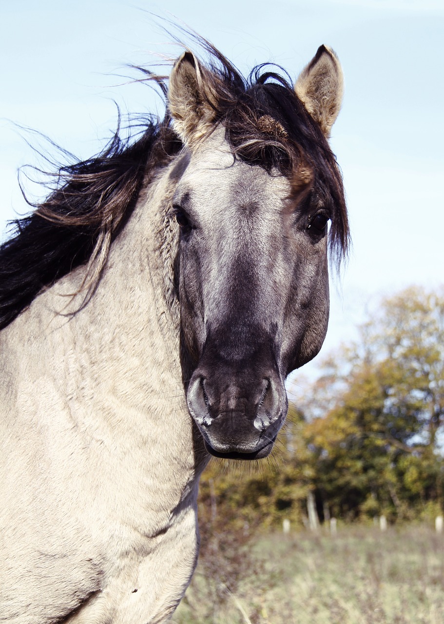horse stallion konik free photo