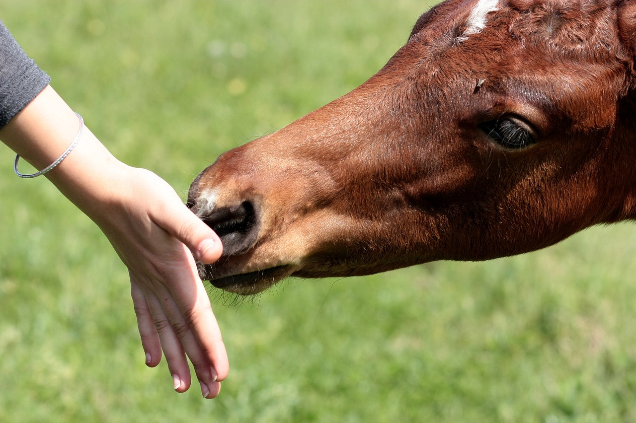 horse food hand free photo