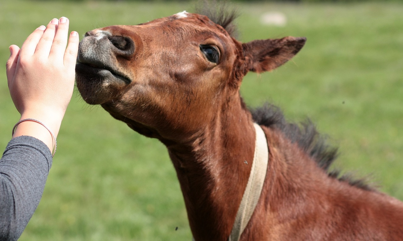 horse food hand free photo