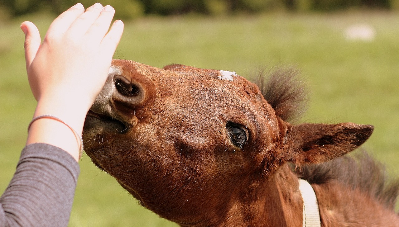 horse food hand free photo