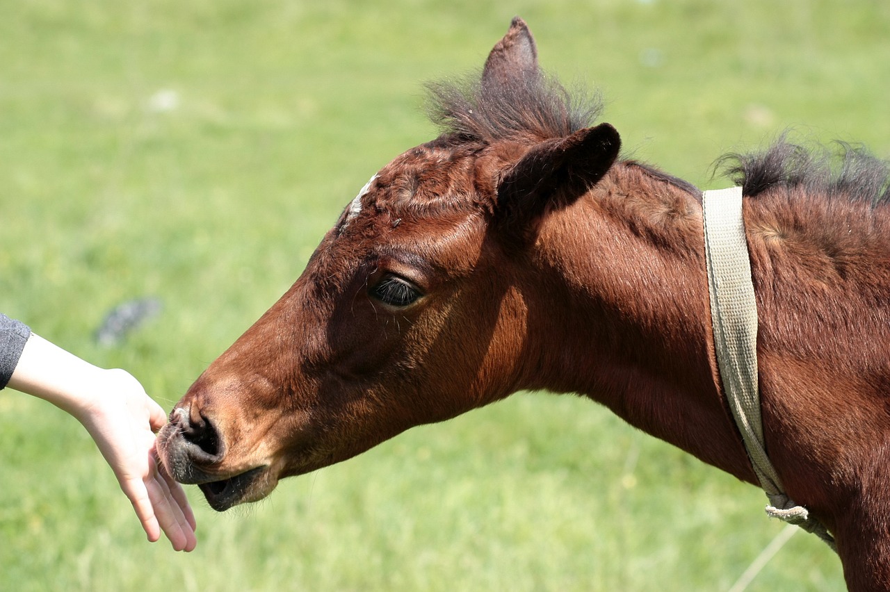 horse food hand free photo