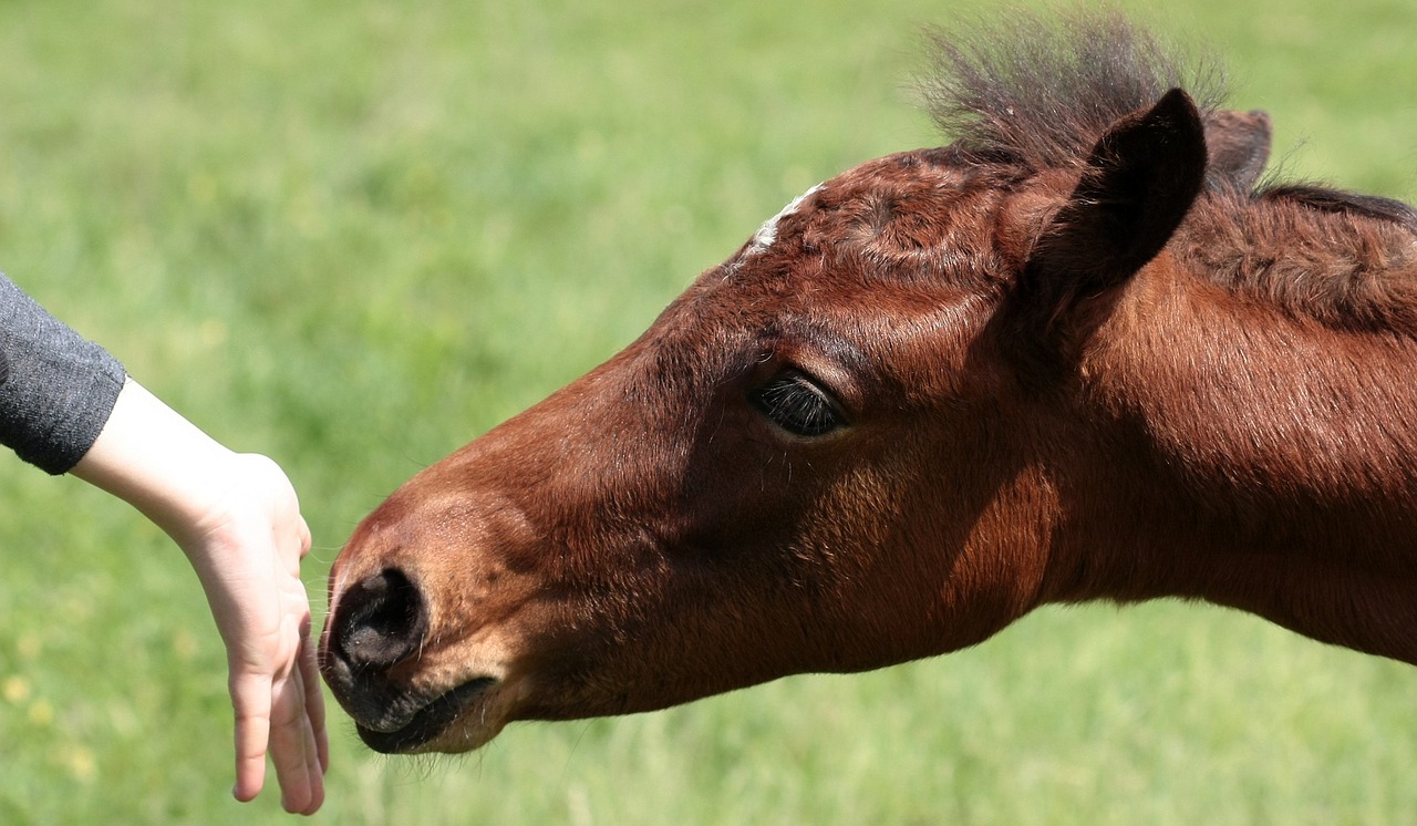 horse food hand free photo