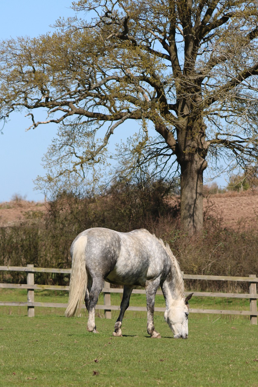 horse field tree free photo