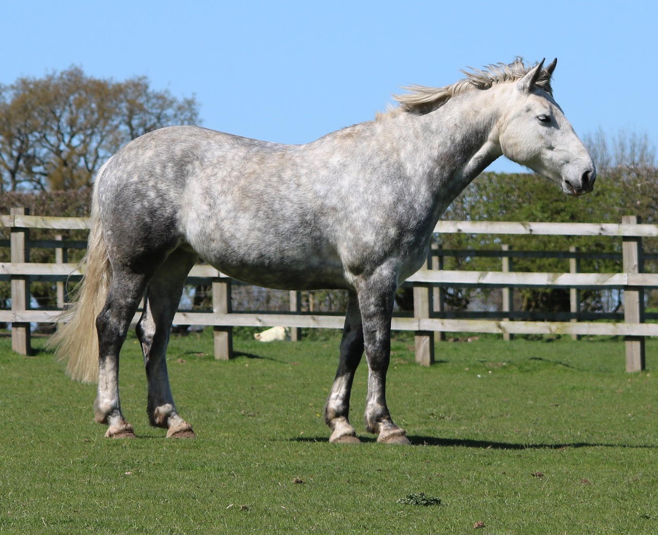 horse field tree