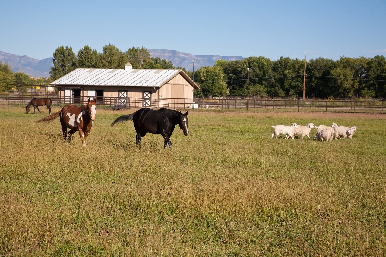 horse field new mexico free photo