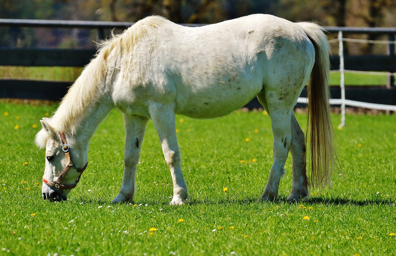 horse meadow coupling free photo