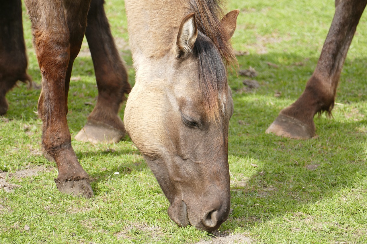 horse coupling head free photo