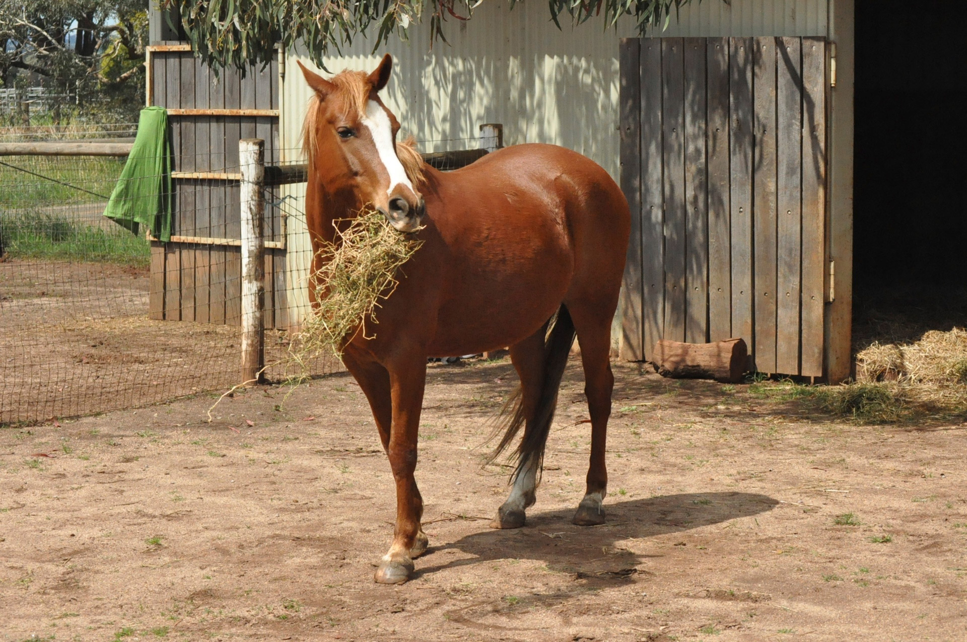 horse thoroughbred equine free photo