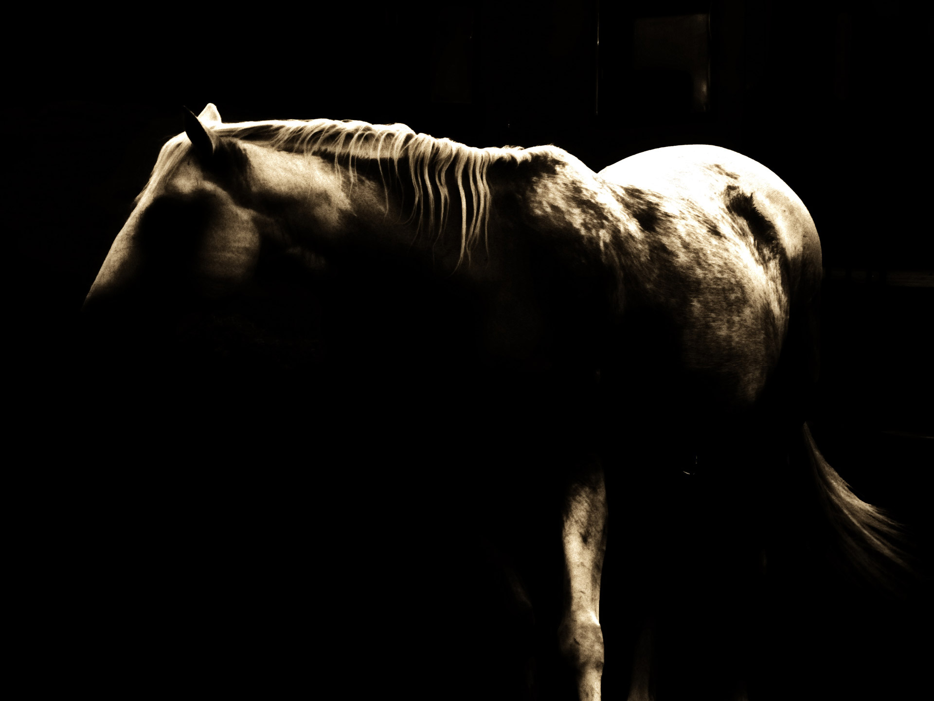 horse shadow dark free photo