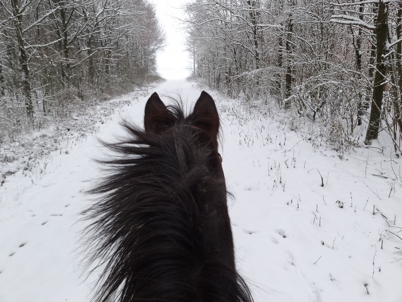 horse winter horse head free photo