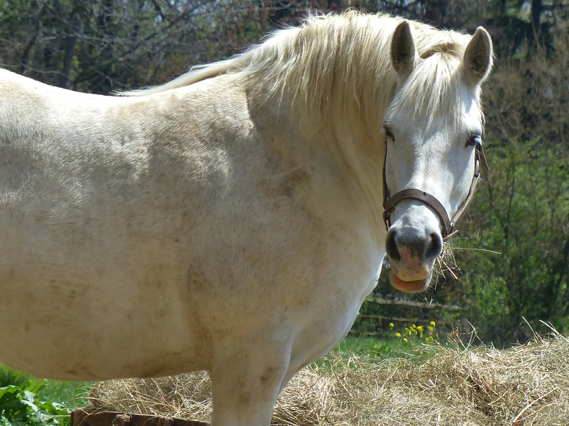horse farm animal pet free photo